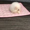 Tassiq Kylmatta — sval plats för hund och katt